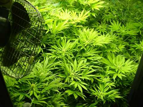 VIDEO CULTIVO MARIJUANA video cultivo marijuana: