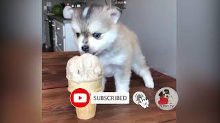 PUPPY TV TRAILER 🐕 FUNNY DOG VIDEO 🐕 Try not to laugh 🐕