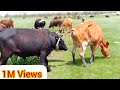 Summer love between Bull and cow. || Village Animals ||