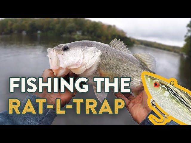 Watch Rat-L-Trap Fishing Tips | How To Fish Lipless Crankbaits (Ft. Brian Lattimer) on YouTube.