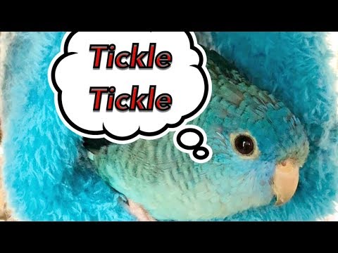 Talking Parakeet | Linnie Parakeet | Lineolated Parrot