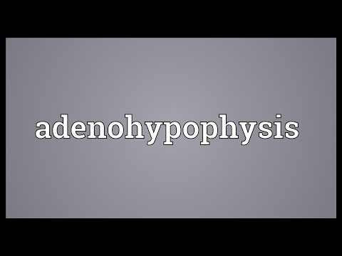 Header of Adenohypophysis