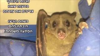 עמותת ע.ט.ל.ף תחנה המרכזית 6/12/16 the Israeli bat Sanctuary C.S