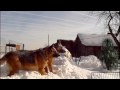 usersshturmovik21album37277?p=0.........ПСЫ ЛЮБЯТ КОГДА С НИМИ 