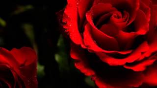 Watch Bert Kaempfert Red Roses For A Blue Lady video