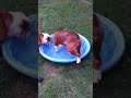 Gus vs. Pool