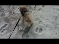 Cold walk with a Shih Tzu