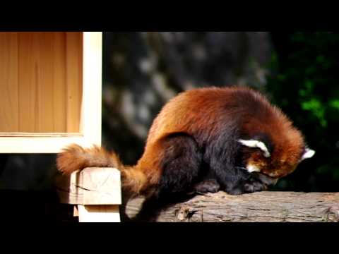 リンゴを食べるレッサーパンダ（Lesserpanda）