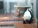 追悼：上野動物園 リンリン　～日本所有最後のパンダ～