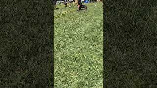 Tom Garner 10Th Annual Pig Pickin Heavy Bred Eli Male