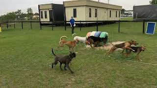 3272024 Shelter Dog Playgroup With Coyote, Fiona, Larry, Suki, Bubba, Suzi & Moe