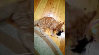 Милый Котенок Мейн Кун🐱😻 Cute Kitten🐱😻 #Shorts