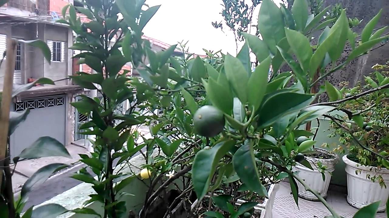 jardim de horta e pomar:Pomar em vasos frutas em maturação – YouTube jardim de horta e pomar:Pomar em vasos frutas em maturação – YouTube