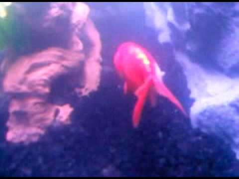 2 Fancy Goldfish 2nd Day in goldfish eggs fertilized. 2 Fancy Goldfish 2nd Day in