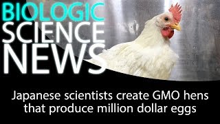 Science News - Japanese scientists create GMO hens that produce million dollar eggs