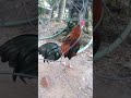 Trai Ga Thanh phúc trang bàng tây ninh