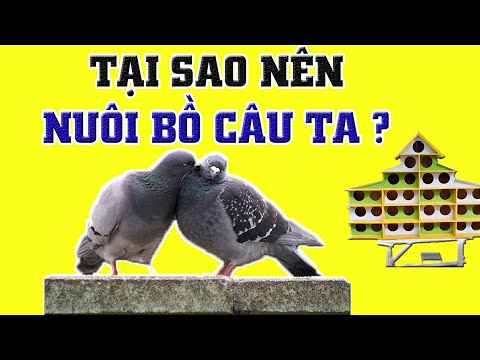 Tại Sao Nên Chọn Nuôi Chim Bồ Câu và Kỹ Thuật Nuôi Bồ Câu Ta mang lại hiệu quả kinh tế cao nhất