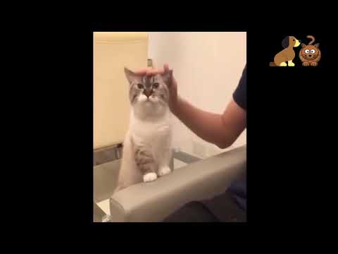 #dog #cat #pet Funny Cat and Dog compilation - Cute Dogs and Cats videos 2019