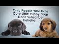 #dog #cat #pet Funny Cat and Dog compilation - Cute Dogs and Cats videos 2019
