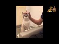 #dog #cat #pet Funny Cat and Dog compilation - Cute Dogs and Cats videos 2019