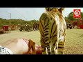 Vijay & Kriti- New Full Hindi Dubbed Action South Movie | New Hindi Dubbed Love Story Movie |Cheetah