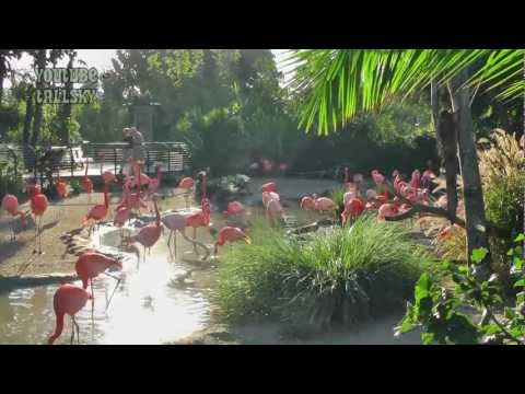 Relax and Enjoy: Flamingos @ San Diego Zoo (1920 x 1080 60p)