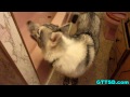 Siberian Husky Bath MUDDY BAD DOG *Snow Dog Short 37*