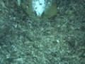 Formentera splendida anche sott'acqua