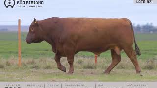 LOTE 97 - TOUROS ANGUS - LEILÃO VIRTUAL SÃO BIBIANO 2020