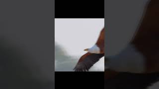 Орел Атакует Птиц На Лету