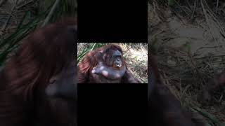 Mother Orangutan Munching.
