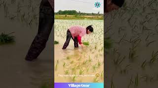 My Back Hurts Just Watching Them Plant This Rice These Farmers Are Legends