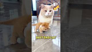 This Cat Became The Best Dad