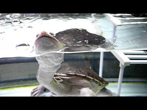 ジーベンロックナガクビガメ。Northern Australian snake-neck turtle．