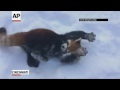 Raw: Cincinnati Zoo Animals Frolick in Snow