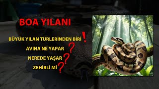 Dünyanın En Güçlü Yılanlarından Biri Boa Yılanı Hakkında Şaşırtıcı Bilgiler