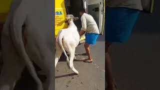 Dimora Pet Transportation Servicetrivandrum To Kasaragod Service Available