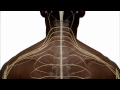Anatomy of the Spinal Cord and How it Works