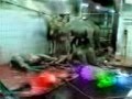 Camel Cutting