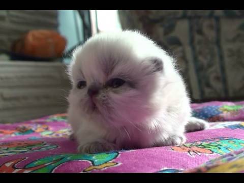 Itty Bitty Baby Kitten - First Sight