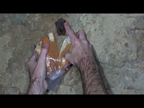 Chutes And Ladders Video