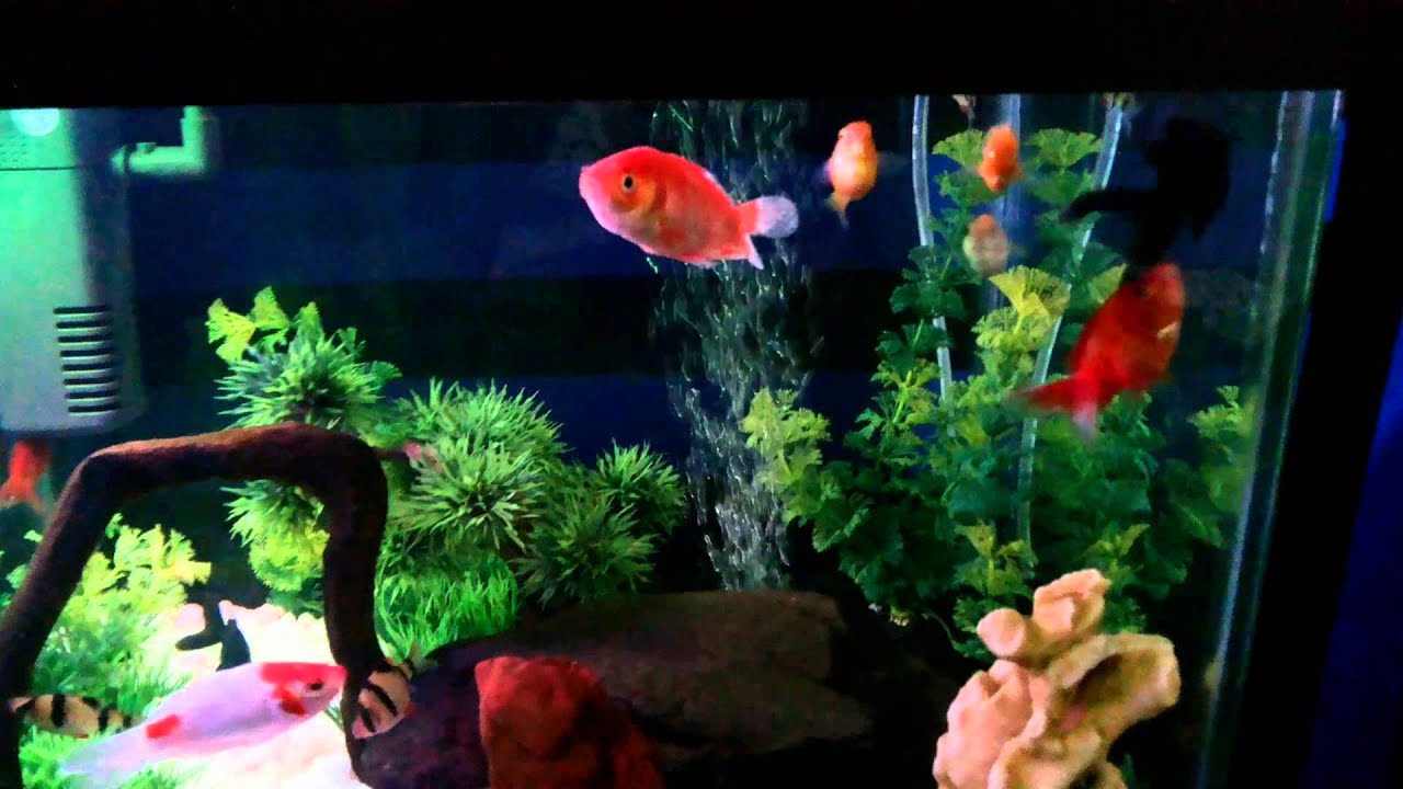 Aquarium Minimalis - YouTube