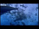 Shearwater Attack! - Blue Planet - BBC wildlife