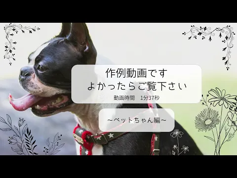 大切なペットちゃんの写真残します☆ ペットちゃんソロも飼い主様との写真もOK!