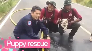 Charred Puppies Rescued from Field Fire