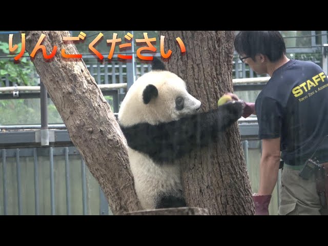 夏直前 去年のシャンシャンは何して遊んだ 氷に水遊びに栓抜きも 上野動物園 パンダ生活チャンネル Litetube 夏直前 去年のシャンシャンは何して遊んだ 氷に水遊びに栓抜きも 上野動物園 パンダ生活チャンネル Litetube