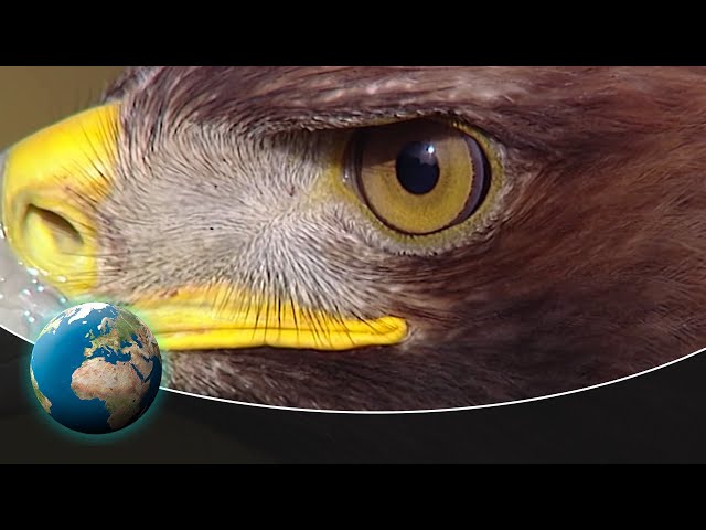 The Golden Eagle - King of the air with razor-sharp claws