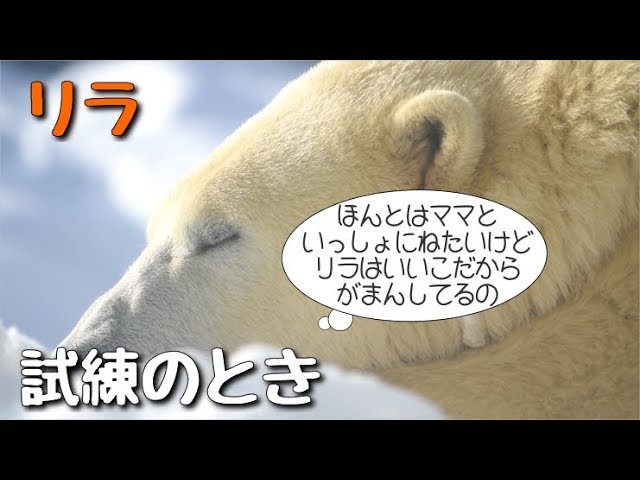必見 ララのミラクルな技 バランス感覚の優れたホッキョクグマ Litetube