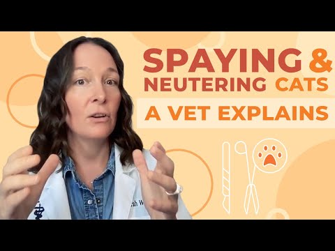 The Truth About Spaying And Neutering Cats A Complete Guide