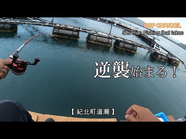 チヌかかり釣り 三重県南伊勢町でついにチヌ爆釣 光栄丸にて筏釣り アカエイにも出会いました カセ釣り船釣り団子釣りチヌ釣りなどなど Litetube チヌかかり釣り 三重県南伊勢町でついにチヌ爆釣 光栄丸にて筏釣り アカエイにも出会いました カセ釣り船釣り団子釣りチヌ釣りなどなど Litetube